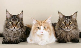 Maine Coon